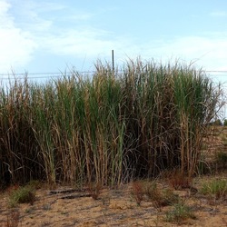 SELINUNTE. Fotografie di Giulio Azzarello ©2022. SELINUNTE. Fotografie di Giulio Azzarello ©2022.