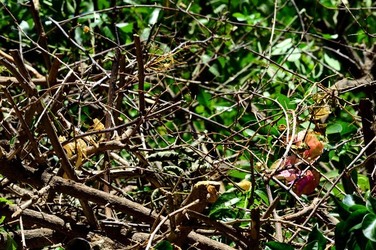 HABITAT NATURA in campagna. Fotografie di Giulio Azzarello ©2015 2016. HABITAT NATURA in campagna. Fotografie di Giulio Azzarello ©2015 2016.