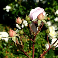 ROSETO. Fotografie di Giulio Azzarello &copy;2022.