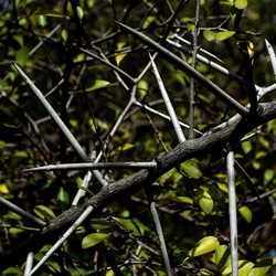ORTO BOTANICO. Fotografie di Giulio Azzarello &copy;2024.