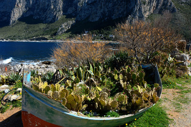 CAPO GALLO riserva marina e naturalistica a Palermo panoramiche e particolari. Fotografie di Giulio Azzarello ©2014. CAPO GALLO riserva marina e naturalistica a Palermo panoramiche e particolari. Fotografie di Giulio Azzarello ©2014.
