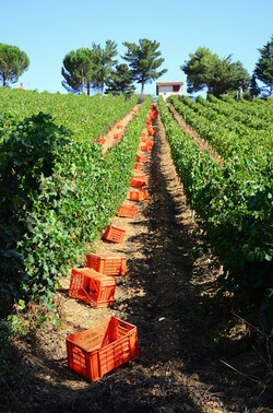 VENDEMMIA a S.Cristina Gela in Sicilia. Fotografie di Giulio Azzarello &copy;2016.