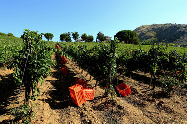 VENDEMMIA a S.Cristina Gela in Sicilia. Fotografie di Giulio Azzarello &copy;2016.