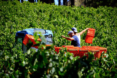 VENDEMMIA a S.Cristina Gela i coltivatori. Fotografie di Giulio Azzarello ©2016. VENDEMMIA a S.Cristina Gela i coltivatori. Fotografie di Giulio Azzarello ©2016.