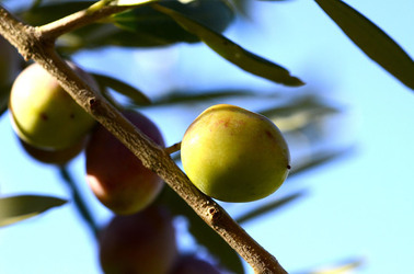 ULIVETO in autunno. Fotografie di Giulio Azzarello ©2014. ULIVETO in autunno. Fotografie di Giulio Azzarello ©2014.