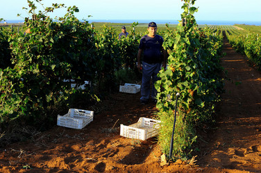 VENDEMMIA a Mazzara del Vallo in Sicilia con i contadini. Fotografie di Giulio Azzarello ©2016. VENDEMMIA a Mazzara del Vallo in Sicilia con i contadini. Fotografie di Giulio Azzarello ©2016.