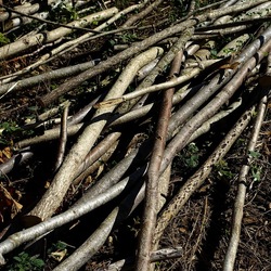 RAMI E ROVI. Fotografie di Giulio Azzarello ©2023. RAMI E ROVI. Fotografie di Giulio Azzarello ©2023.