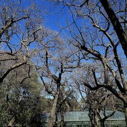 ORTO BOTANICO DI PALERMO. Fotografie di Giulio Azzarello ©2022. ORTO BOTANICO DI PALERMO. Fotografie di Giulio Azzarello ©2022.