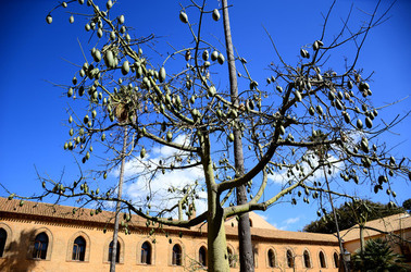 MACCHIA MEDITERRANEA in Sicilia. Fotografie di Giulio Azzarello &copy;2106.