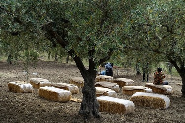 ULIVETO SICILIANO. Fotografie di Giulio Azzarello ©2022.