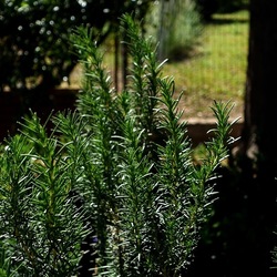GIARDINO SICILIANO. Fotografie di Giulio Azzarello &copy;2024.