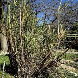 ORTO BOTANICO DI PALERMO. Fotografie di Giulio Azzarello ©2022. ORTO BOTANICO DI PALERMO. Fotografie di Giulio Azzarello ©2022.
