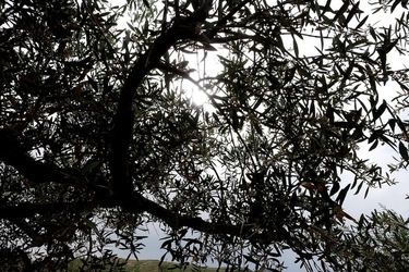 ULIVETO SICILIANO. Fotografie di Giulio Azzarello ©2022.