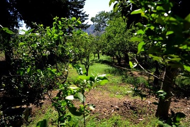 GIARDINO SICILIANO fotografie di Giulio Azzarello ©2021. GIARDINO SICILIANO fotografie di Giulio Azzarello ©2021.
