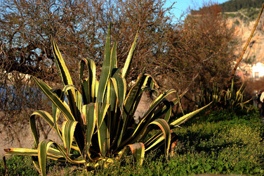 AGAVE selvatica sul mare in Sicilia a Cefalù. Fotografie di Giulio Azzarello ©2014. AGAVE selvatica sul mare in Sicilia a Cefalù. Fotografie di Giulio Azzarello ©2014.