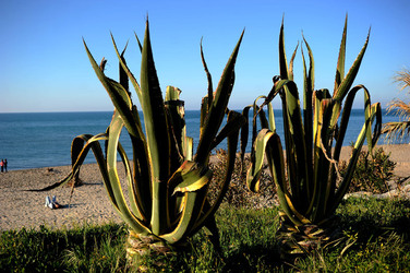 AGAVE selvatica sul mare in Sicilia a Cefalù. Fotografie di Giulio Azzarello ©2014. AGAVE selvatica sul mare in Sicilia a Cefalù. Fotografie di Giulio Azzarello ©2014.