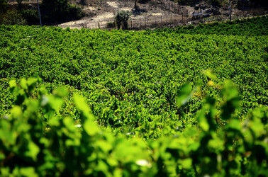 VENDEMMIA a S.Cristina Gela in Sicilia. Fotografie di Giulio Azzarello &copy;2016.