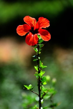 HABITAT NATURA in campagna. Fotografie di Giulio Azzarello ©2015 2016. HABITAT NATURA in campagna. Fotografie di Giulio Azzarello ©2015 2016.