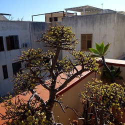 BONSAI. Fotografie di Giulio Azzarello &copy;2022.