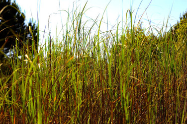 CANNETI in SICILIA. Fotografie di Giulio Azzarello &copy;2016.