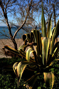 AGAVE selvatica sul mare in Sicilia a Cefalù. Fotografie di Giulio Azzarello ©2014. AGAVE selvatica sul mare in Sicilia a Cefalù. Fotografie di Giulio Azzarello ©2014.