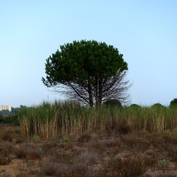 SELINUNTE. Fotografie di Giulio Azzarello ©2022. SELINUNTE. Fotografie di Giulio Azzarello ©2022.