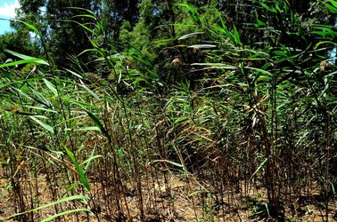 SELINUNTE sito archeologico. Fotografie di Giulio Azzarello ©2018. SELINUNTE sito archeologico. Fotografie di Giulio Azzarello ©2018.