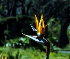 ORTO BOTANICO di Palermo. Fotografie di Giulio Azzarello ©2021.