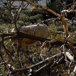 BESTIE. Fotografie di Giulio Azzarello ©2022. BESTIE. Fotografie di Giulio Azzarello ©2022.