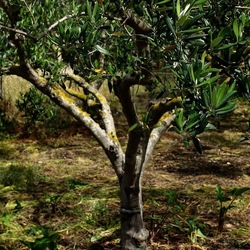 CAMMINANDO. Fotografie di Giulio Azzarello &copy;2024.