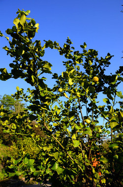 GOLE DELL ALCANTARA in Sicilia. Fotografie di Giulio Azzarello &copy;2016.