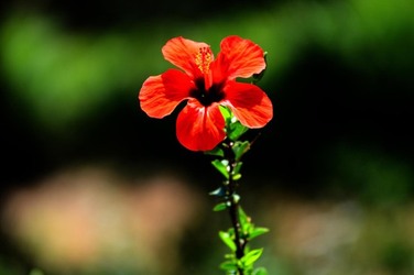 HABITAT NATURA in campagna. Fotografie di Giulio Azzarello ©2015 2016. HABITAT NATURA in campagna. Fotografie di Giulio Azzarello ©2015 2016.