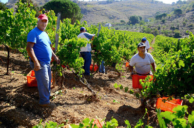 VENDEMMIA a S.Cristina Gela i coltivatori. Fotografie di Giulio Azzarello ©2016. VENDEMMIA a S.Cristina Gela i coltivatori. Fotografie di Giulio Azzarello ©2016.