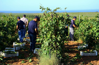 VENDEMMIA a Mazzara del Vallo in Sicilia con i contadini. Fotografie di Giulio Azzarello ©2016. VENDEMMIA a Mazzara del Vallo in Sicilia con i contadini. Fotografie di Giulio Azzarello ©2016.