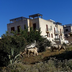 BESTIE. Fotografie di Giulio Azzarello ©2022. BESTIE. Fotografie di Giulio Azzarello ©2022.