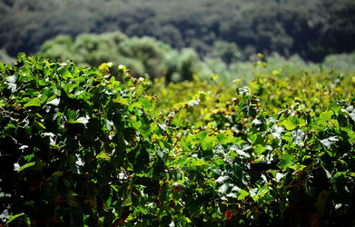 GORGHI TONDI oasi di vigneti e piante Mazzara del Vallo in Sicilia. Foto di Giulio Azzarello ©2016. GORGHI TONDI oasi di vigneti e piante Mazzara del Vallo in Sicilia. Foto di Giulio Azzarello ©2016.