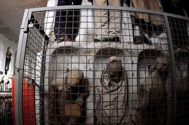 LE CATACOMBE dei cappuccini a Palermo in Sicilia. Fotografie di Giulio Azzarello &copy;2014.