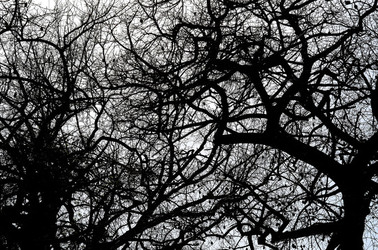 ORTO BOTANICO di Palermo in inverno. Fotografie di Giulio Azzarello &copy;2016.