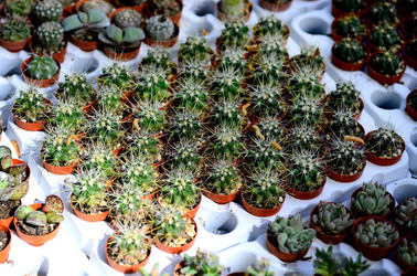 ORTO BOTANICO di Palermo in inverno. Fotografie di Giulio Azzarello &copy;2016.