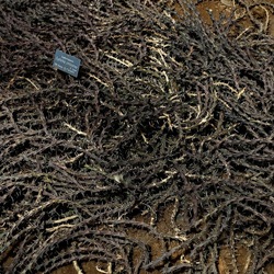 ORTO BOTANICO. Fotografie di Giulio Azzarello &copy;2024.