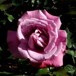 ORTO BOTANICO di PALERMO. Fotografie di Giulio Azzarello ©2019.