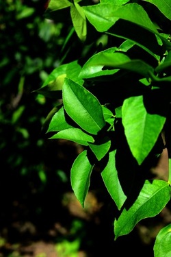 GIARDINO SICILIANO fotografie di Giulio Azzarello &copy;2020.