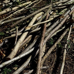 RAMI E ROVI. Fotografie di Giulio Azzarello ©2023. RAMI E ROVI. Fotografie di Giulio Azzarello ©2023.