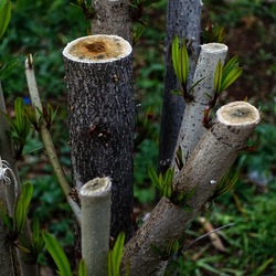 TRONCHI. Fotografie di Giulio Azzarello ©2022.