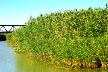 CANNETI in SICILIA. Fotografie di Giulio Azzarello &copy;2016.