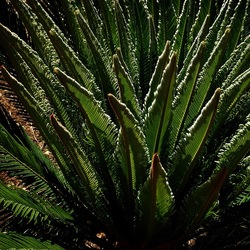 GIARDINO fotografie di Giulio Azzarello ©2019. GIARDINO fotografie di Giulio Azzarello ©2019.