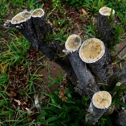 TRONCHI. Fotografie di Giulio Azzarello ©2022.