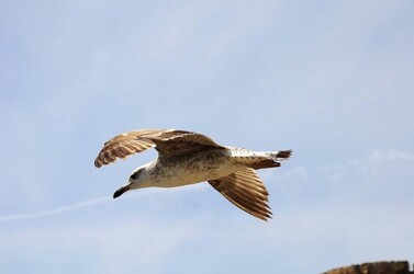 MONDELLO in Sicilia a Palermo. Fotografie di Giulio Azzarello ©2014.