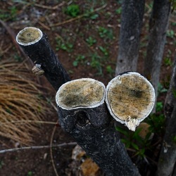 TRONCHI. Fotografie di Giulio Azzarello ©2022.