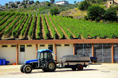 AZIENDA VITIVINICOLA in Sicilia. Fotografie di Giulio Azzarello ©2016. AZIENDA VITIVINICOLA in Sicilia. Fotografie di Giulio Azzarello ©2016.